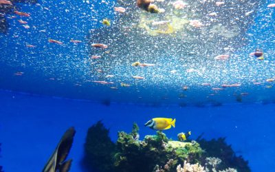 Koncoročný výlet deviatakov