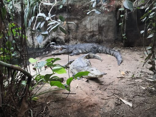 IMG_20230614_123731 (1)