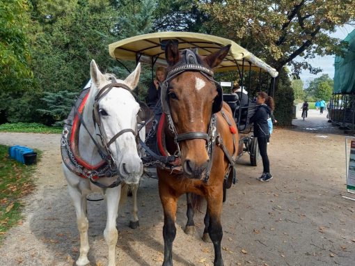 WhatsApp Image 2025-10-10 at 15.44.12