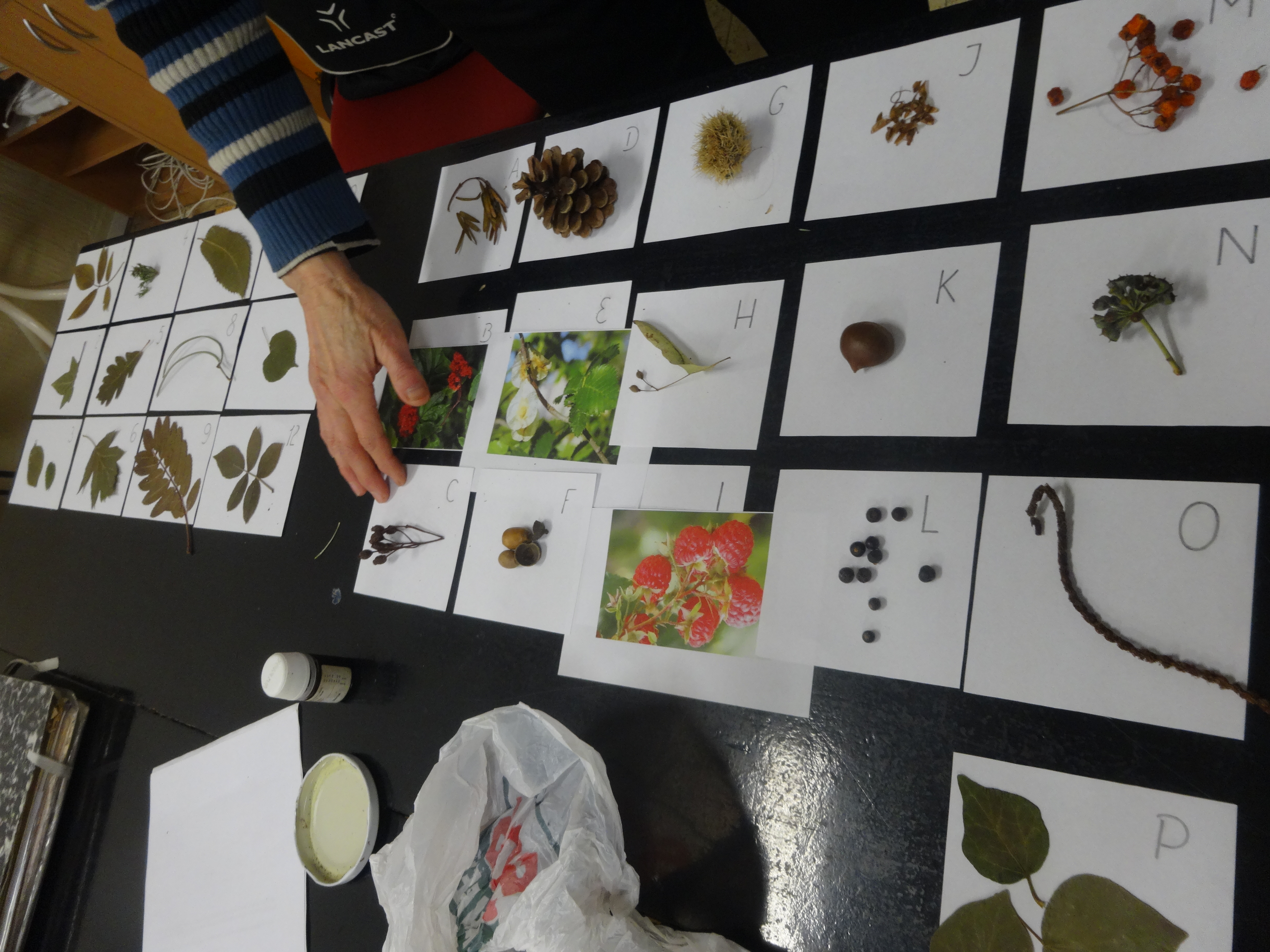 Biologická olympiáda kategória F